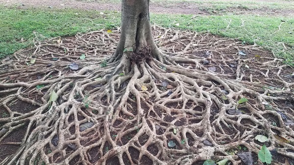 Roots