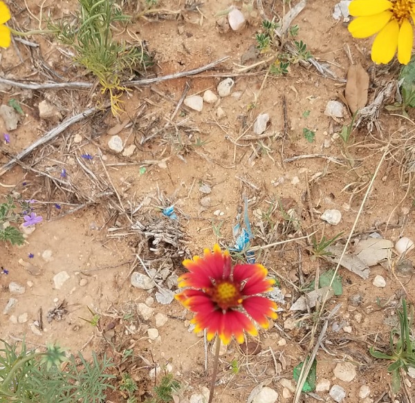 November Gratitude Day&nbsp;#8