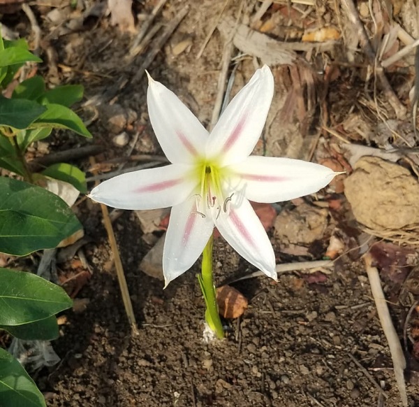 November Gratitude Day&nbsp;#12