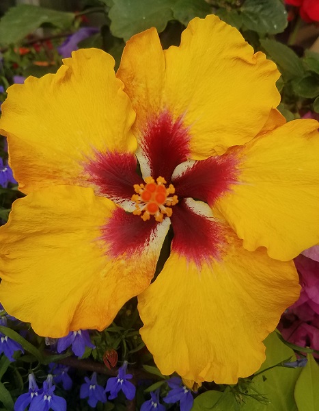 November Gratitude #12