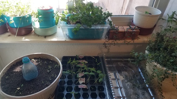 Lessons from My&nbsp;Sprouts