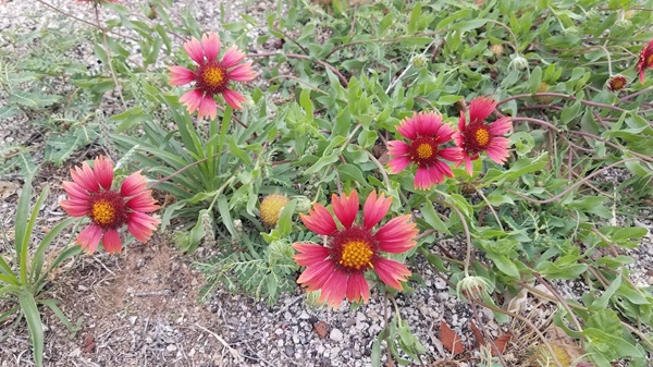 November Gratitude #13