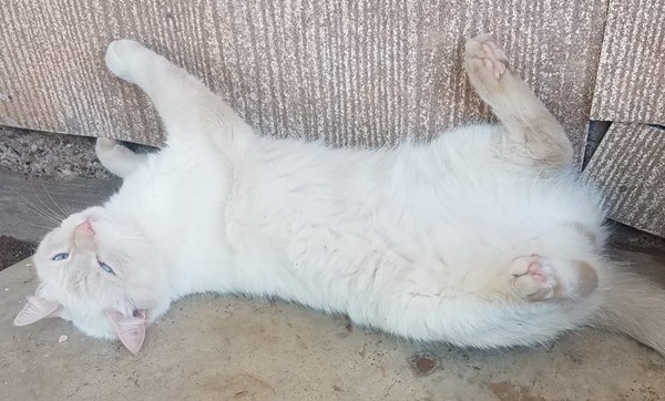 Where Garfield and I&nbsp;Differ