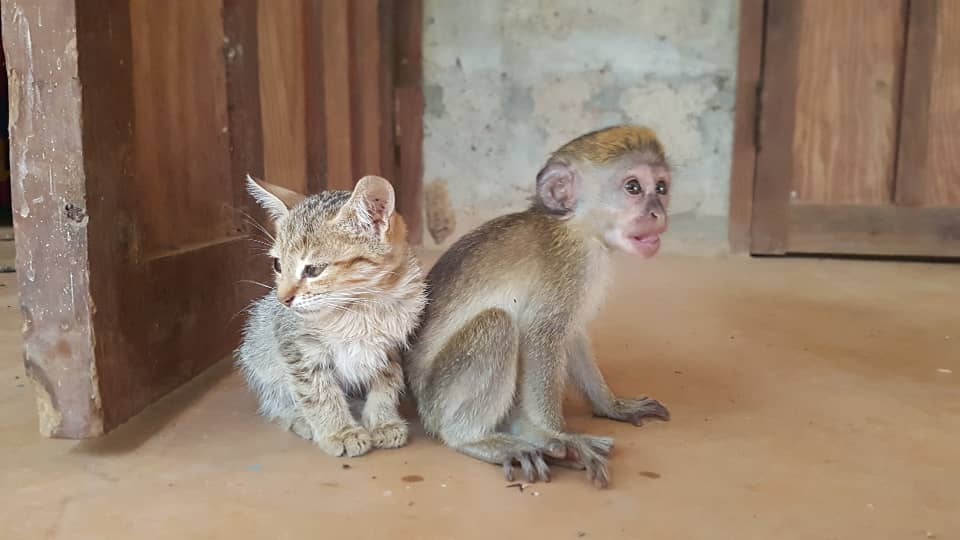 November Gratitude #18