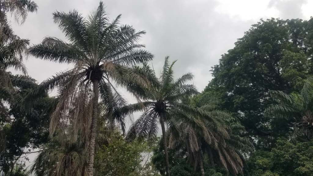 November Gratitude #6