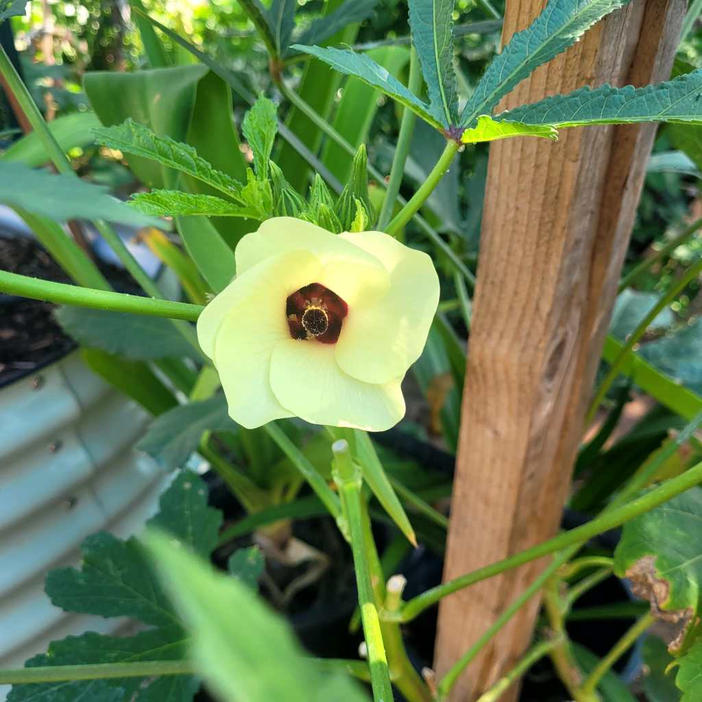 Frugal Five – Gardening with the&nbsp;Heat